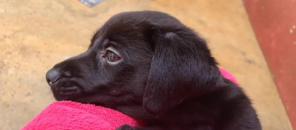 PETIFYC11155 photo 8