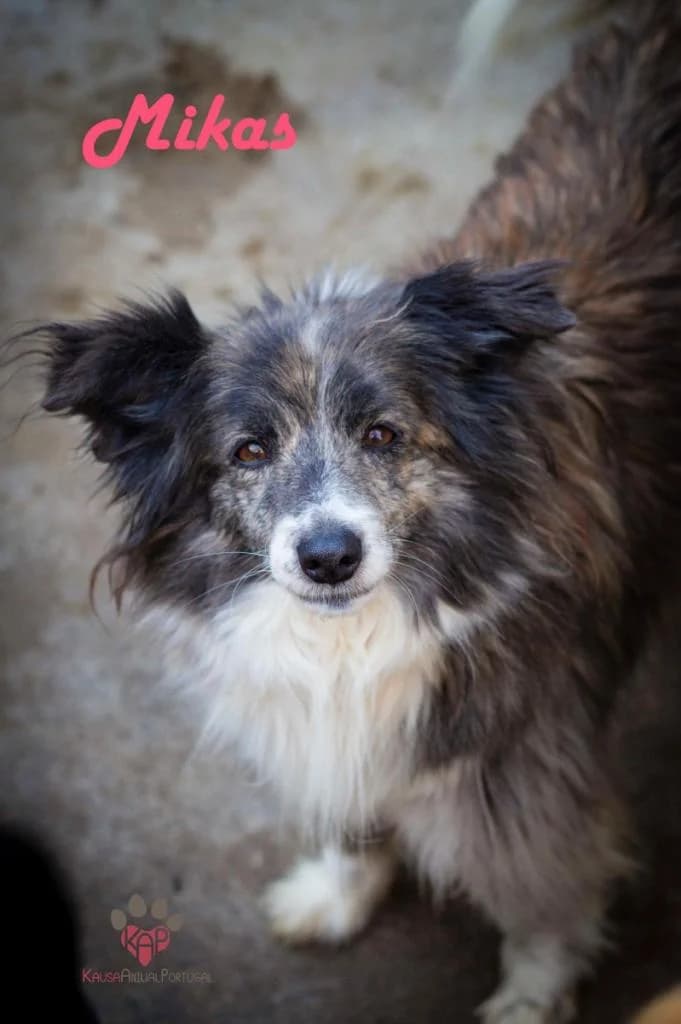 PETIFYC11156 photo 4