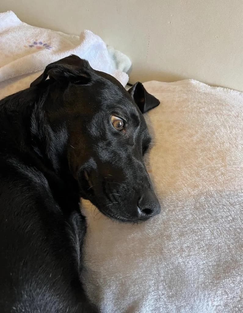 PETIFYC11156 photo 5