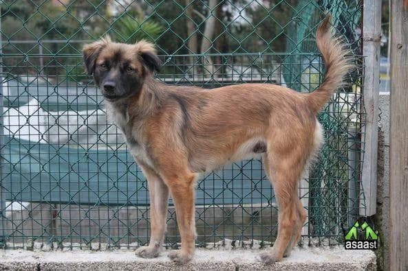 PETIFYC11156 photo 6