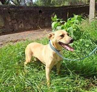 PETIFYC11156 photo 7