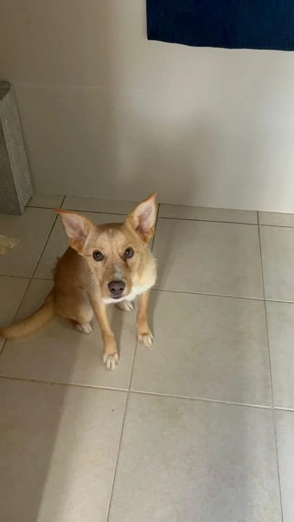 PETIFYC11156 photo 8