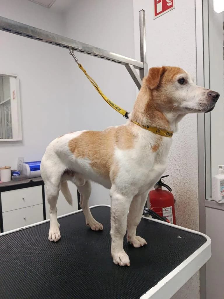 PETIFYC11160 photo 2