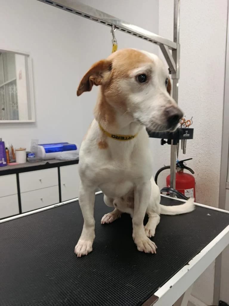 PETIFYC11160 photo 3