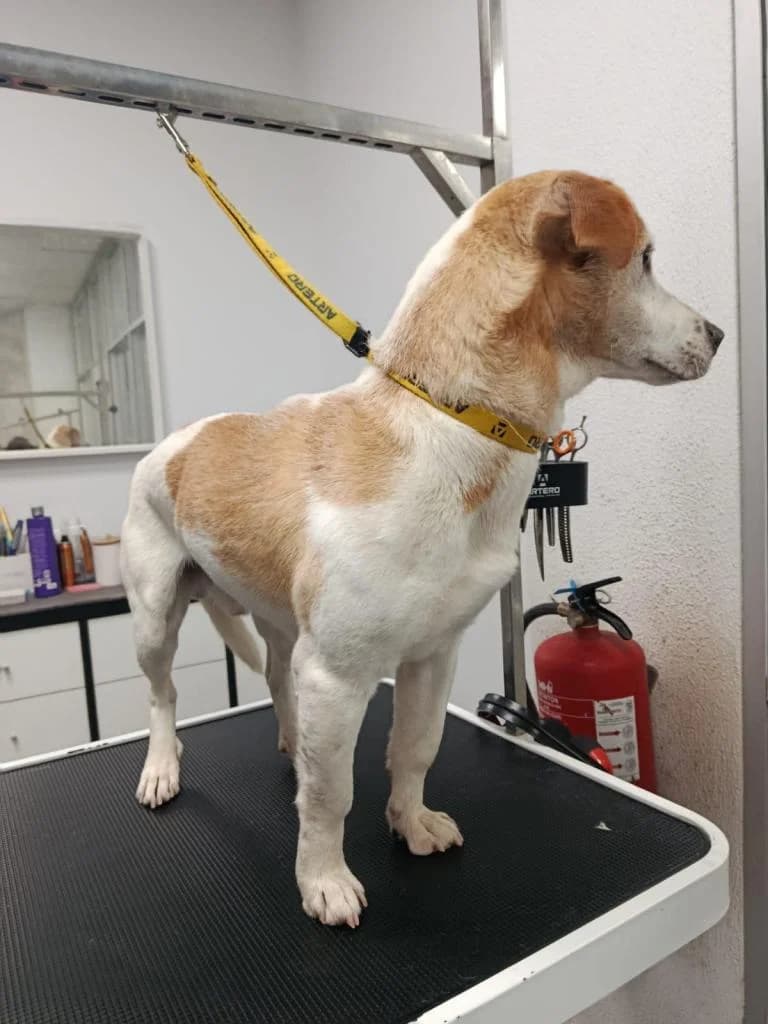 PETIFYC11160 photo 4