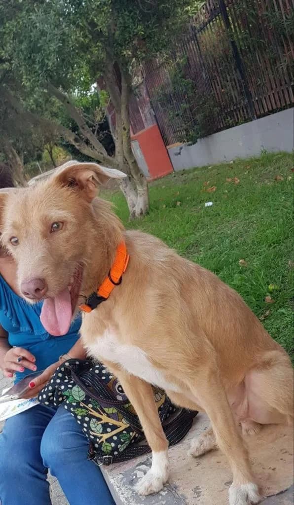 PETIFYC11160 photo 7