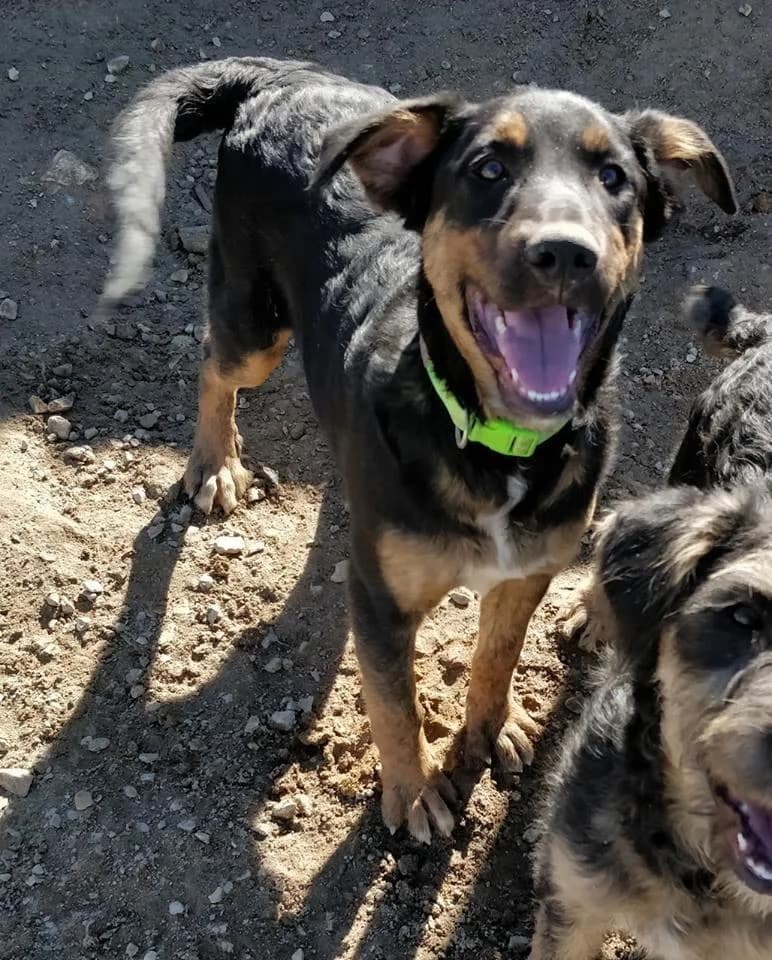 PETIFYC11160 photo 8