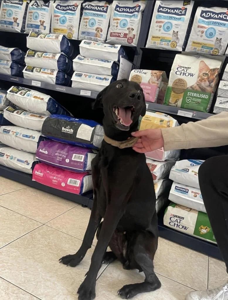 PETIFYC11162 photo 2