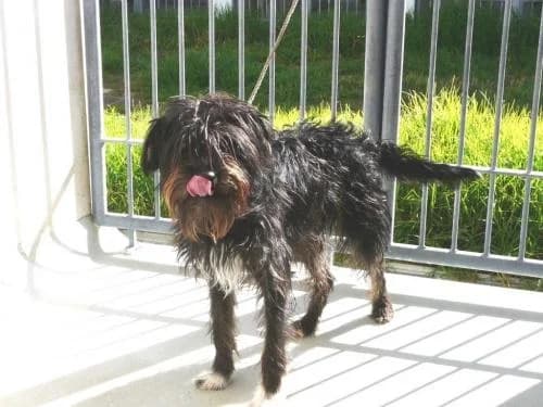 PETIFYC11162 photo 5