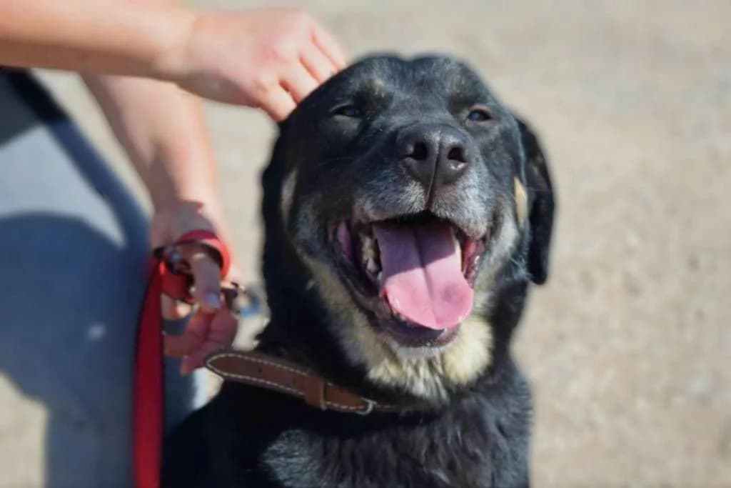 PETIFYC11162 photo 6