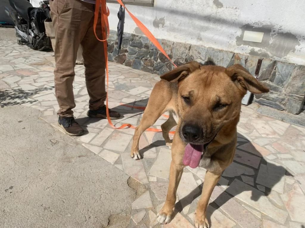 PETIFYC11162 photo 7