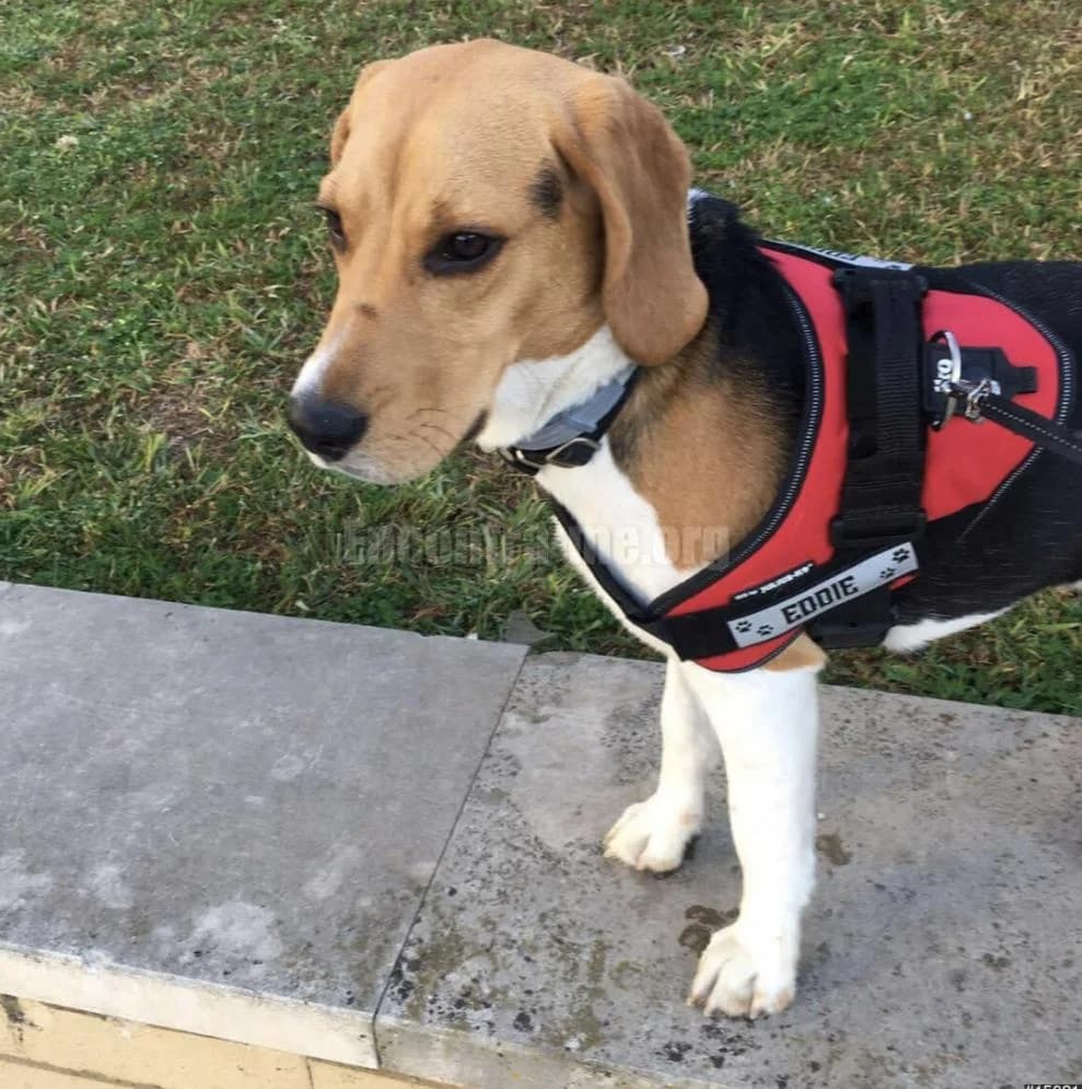 PETIFYC11162 photo 8