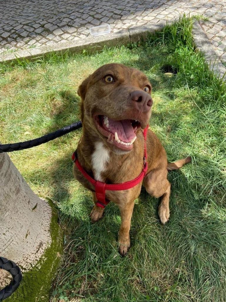 PETIFYC11163 photo 4