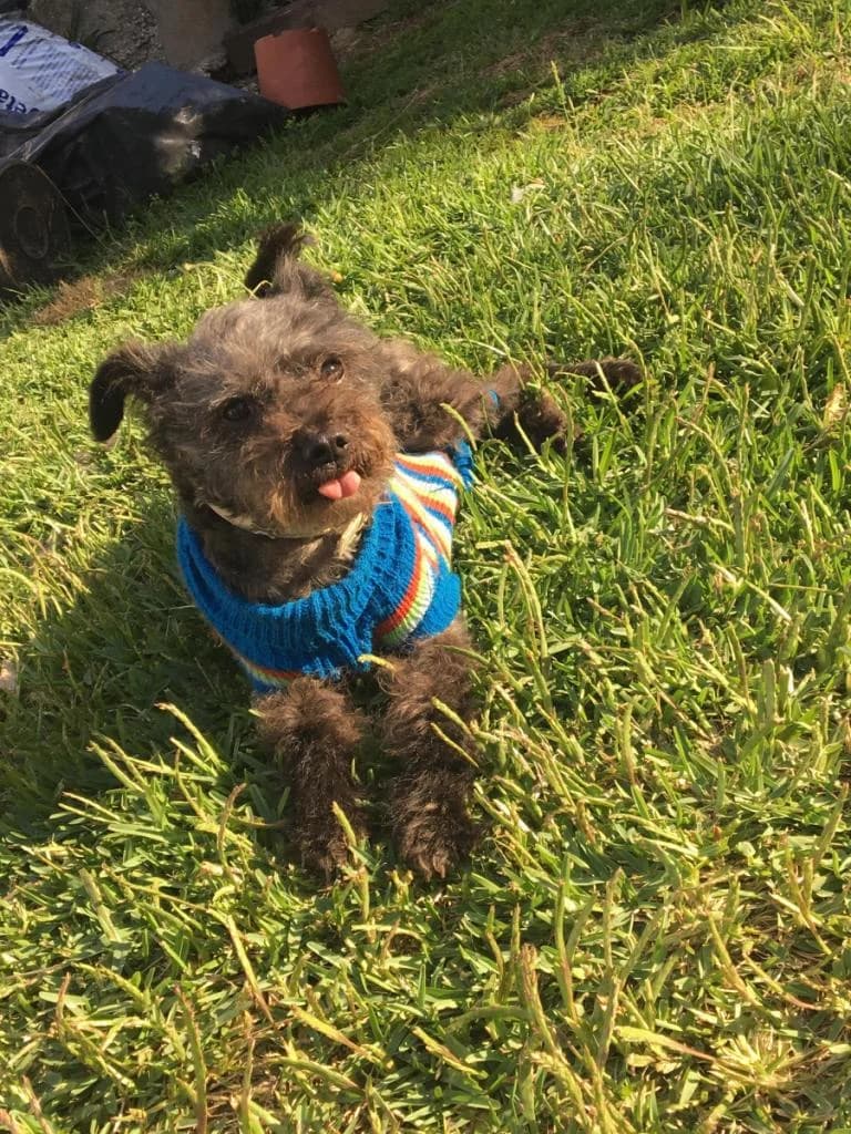 PETIFYC11163 photo 5