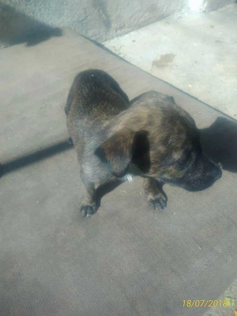 PETIFYC11163 photo 6