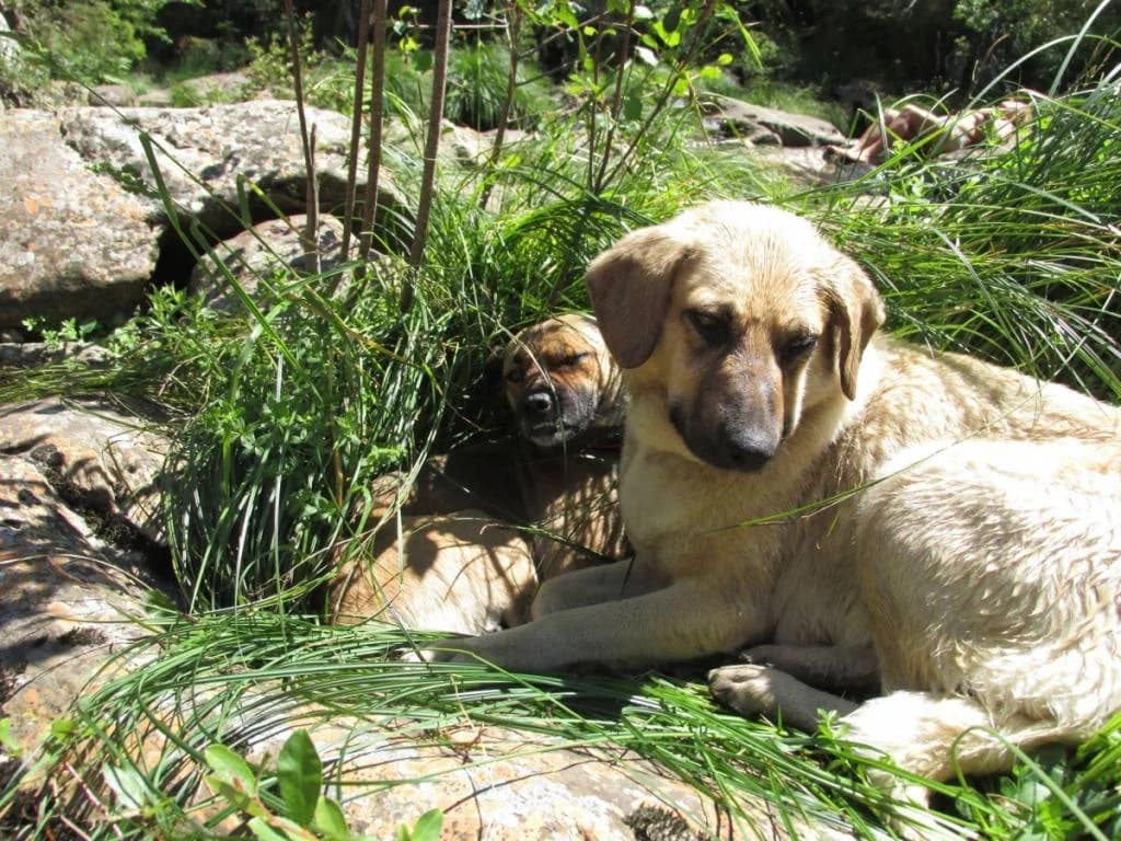 PETIFYC11163 photo 7