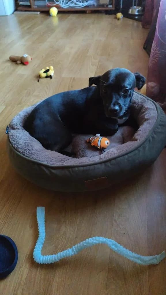 PETIFYC11163 photo 8