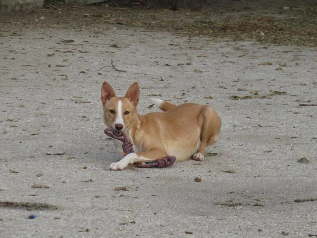 PETIFYC11168 photo 5