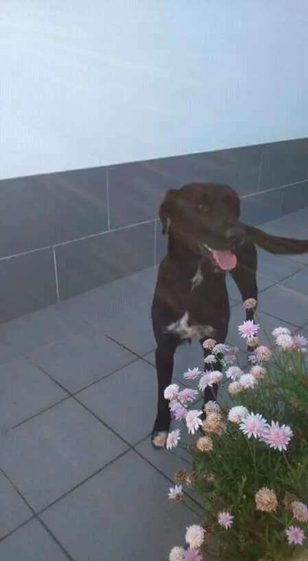 PETIFYC11168 photo 7