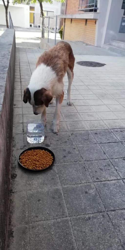 PETIFYC11168 photo 8