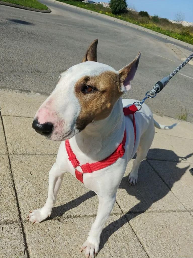 PETIFYC11171 photo 2