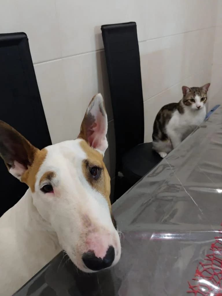 PETIFYC11171 photo 3