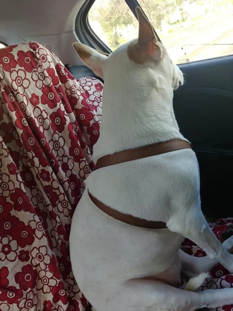 PETIFYC11171 photo 4