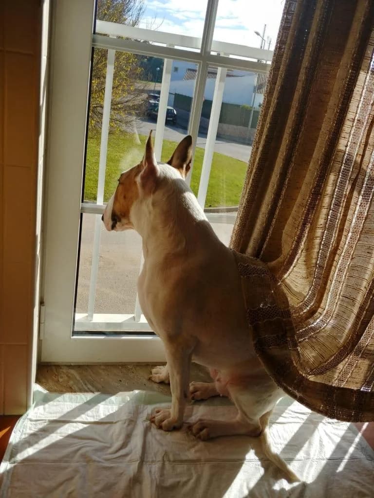 PETIFYC11171 photo 5