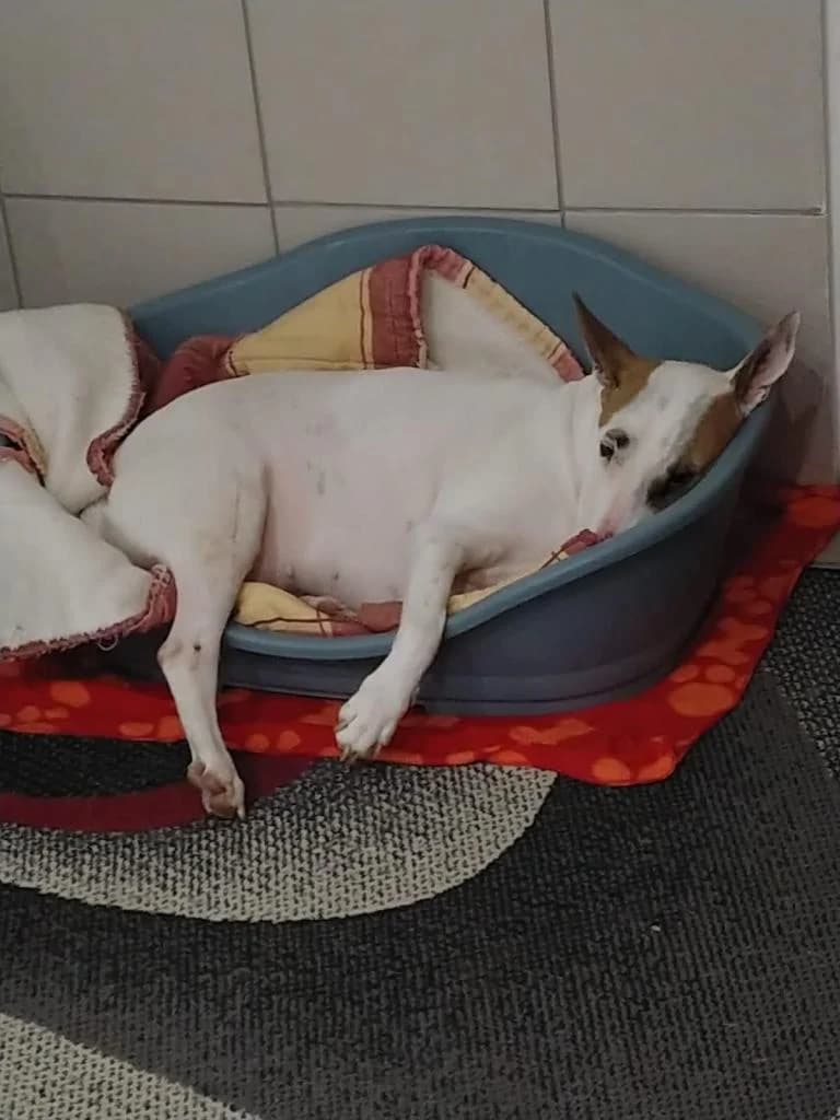 PETIFYC11171 photo 6