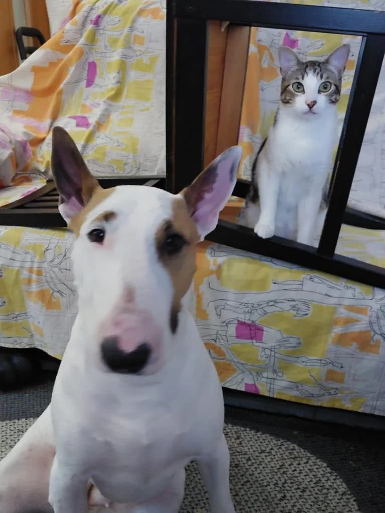 PETIFYC11171 photo 7