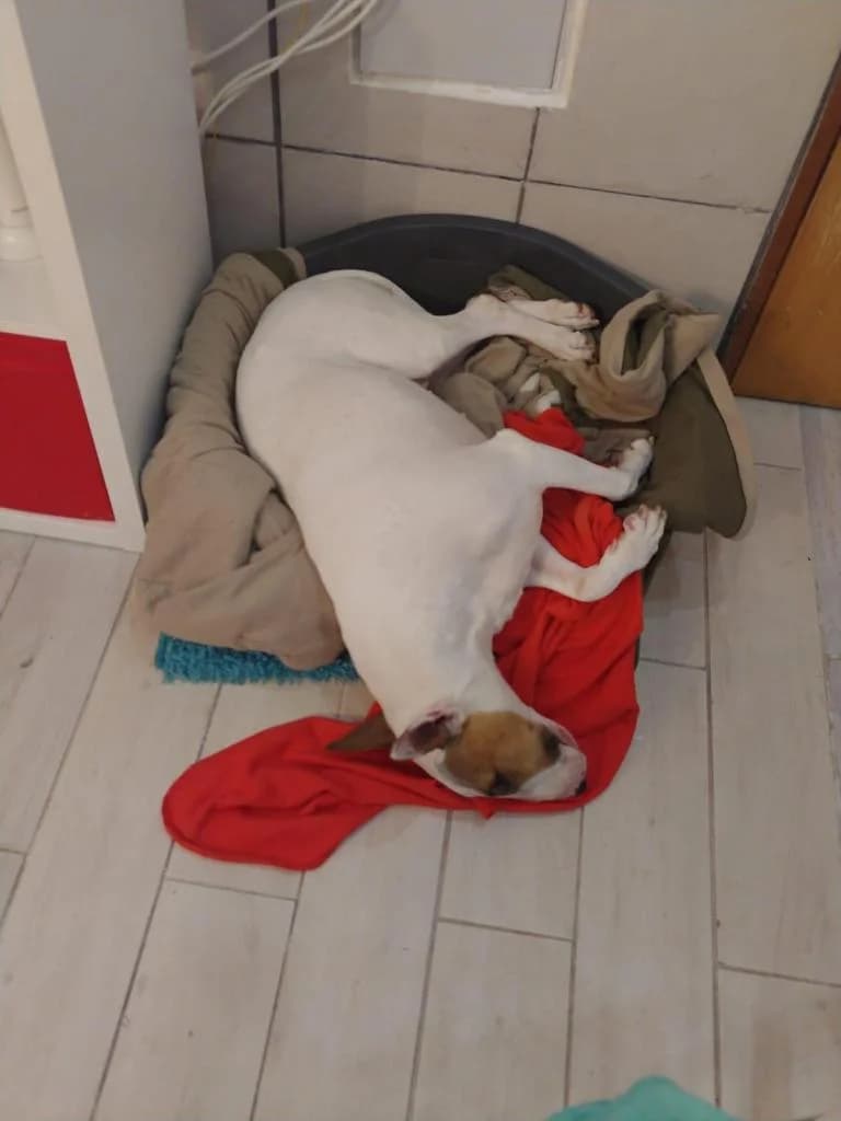 PETIFYC11171 photo 8