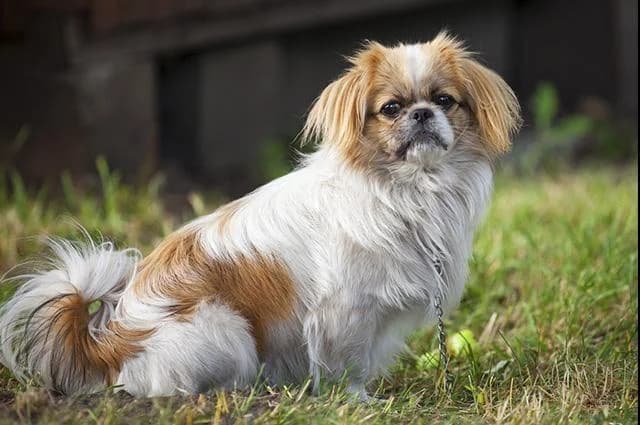 PETIFYC11177 photo 4