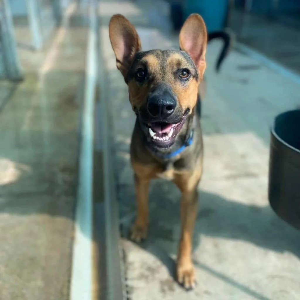 PETIFYC11177 photo 5