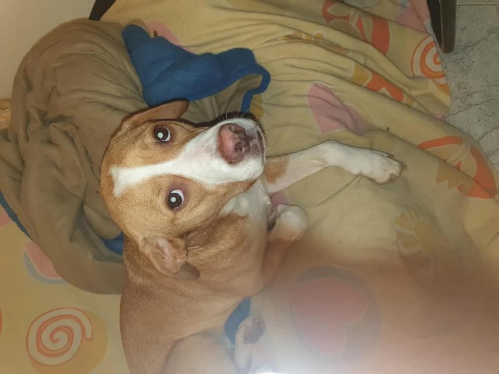 PETIFYC11177 photo 6