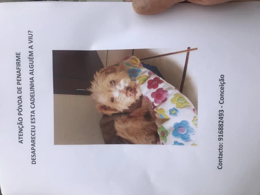 PETIFYC11181 photo 4