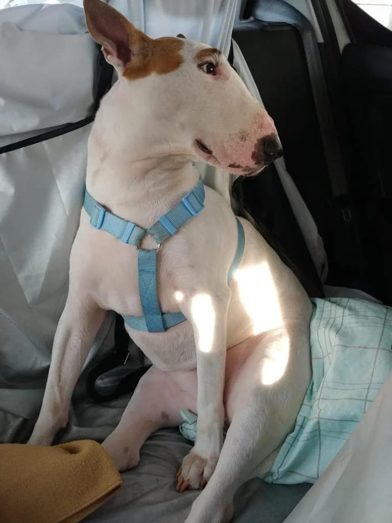 PETIFYC11181 photo 5