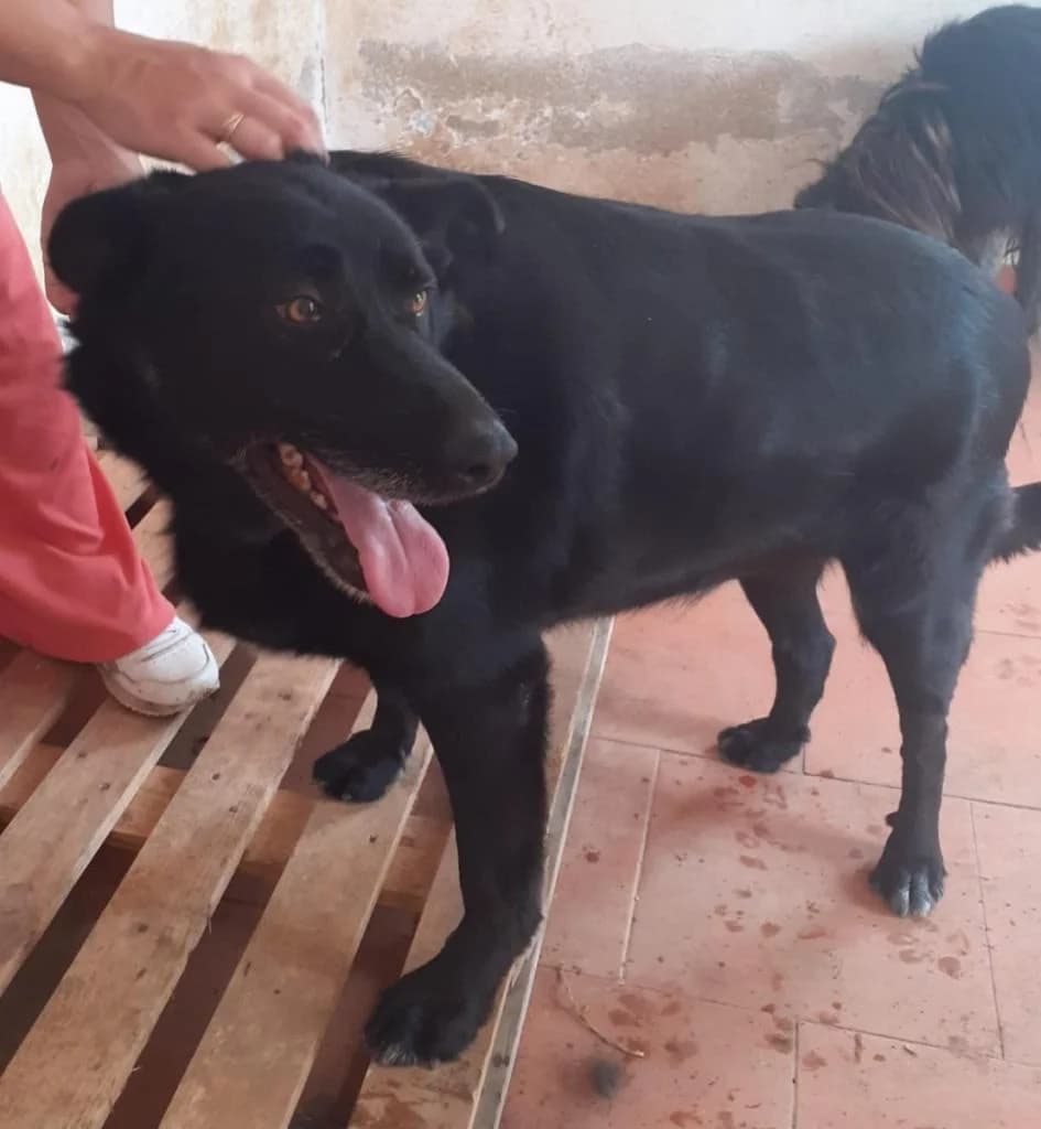 PETIFYC11181 photo 6