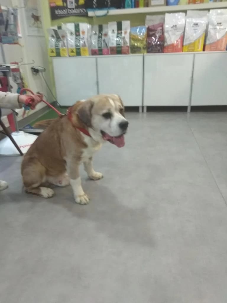 PETIFYC11181 photo 7