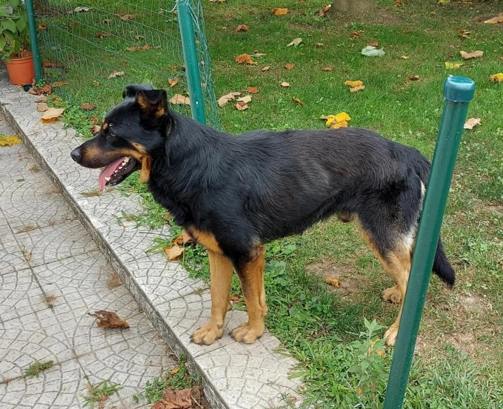 PETIFYC11181 photo 8