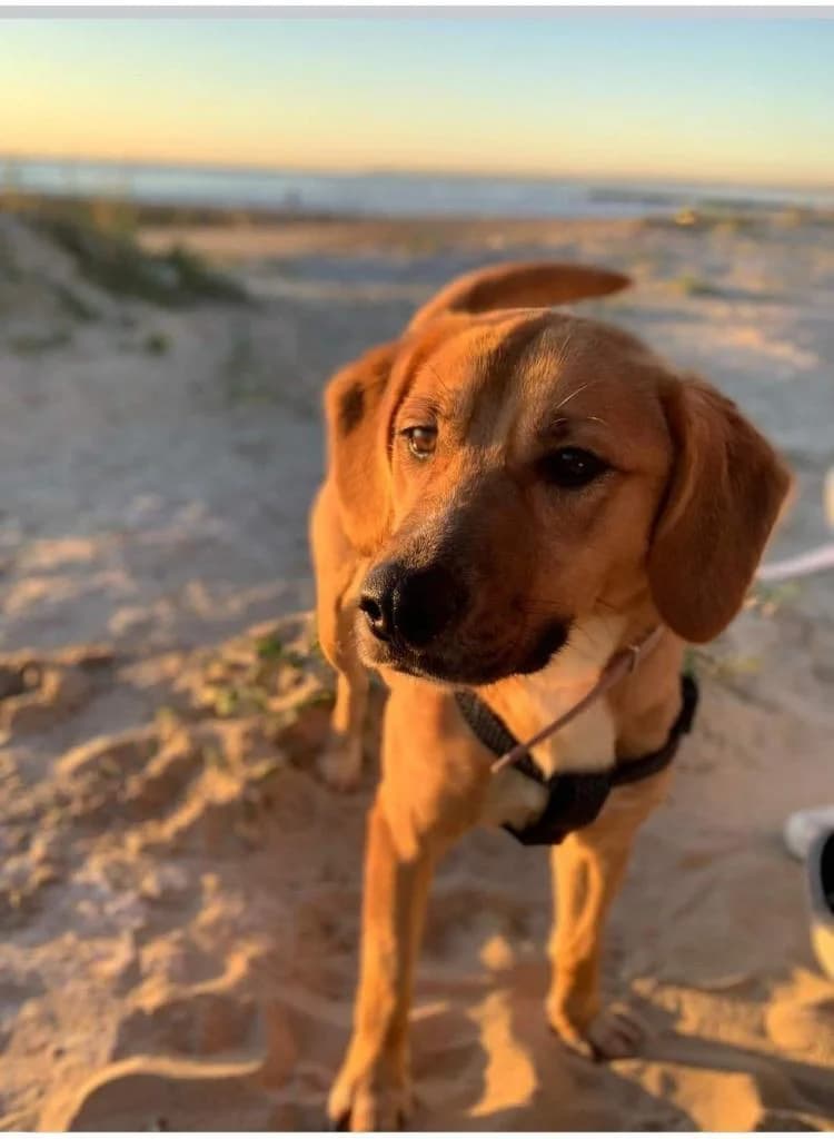 PETIFYC11182 photo 4