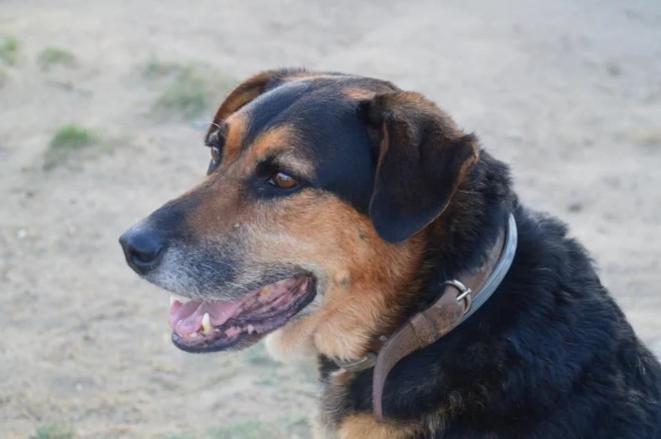 PETIFYC11182 photo 6