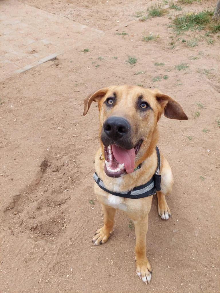 PETIFYC11182 photo 8