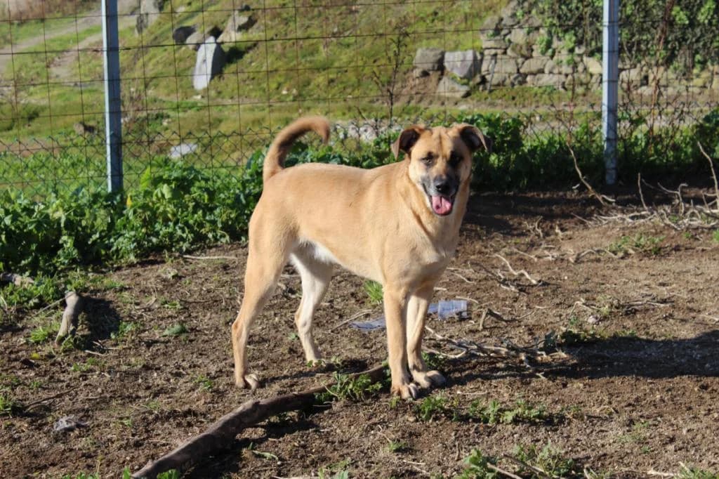 PETIFYC11183 photo 4