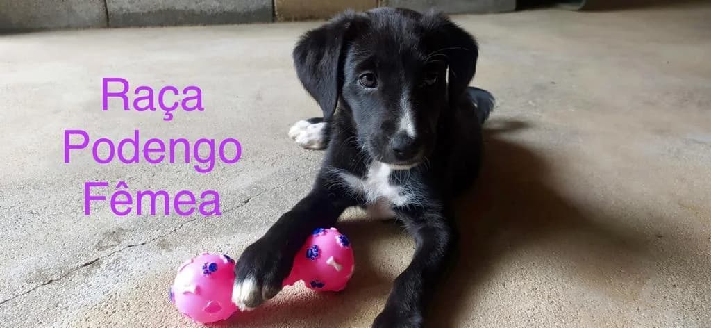 PETIFYC11183 photo 5