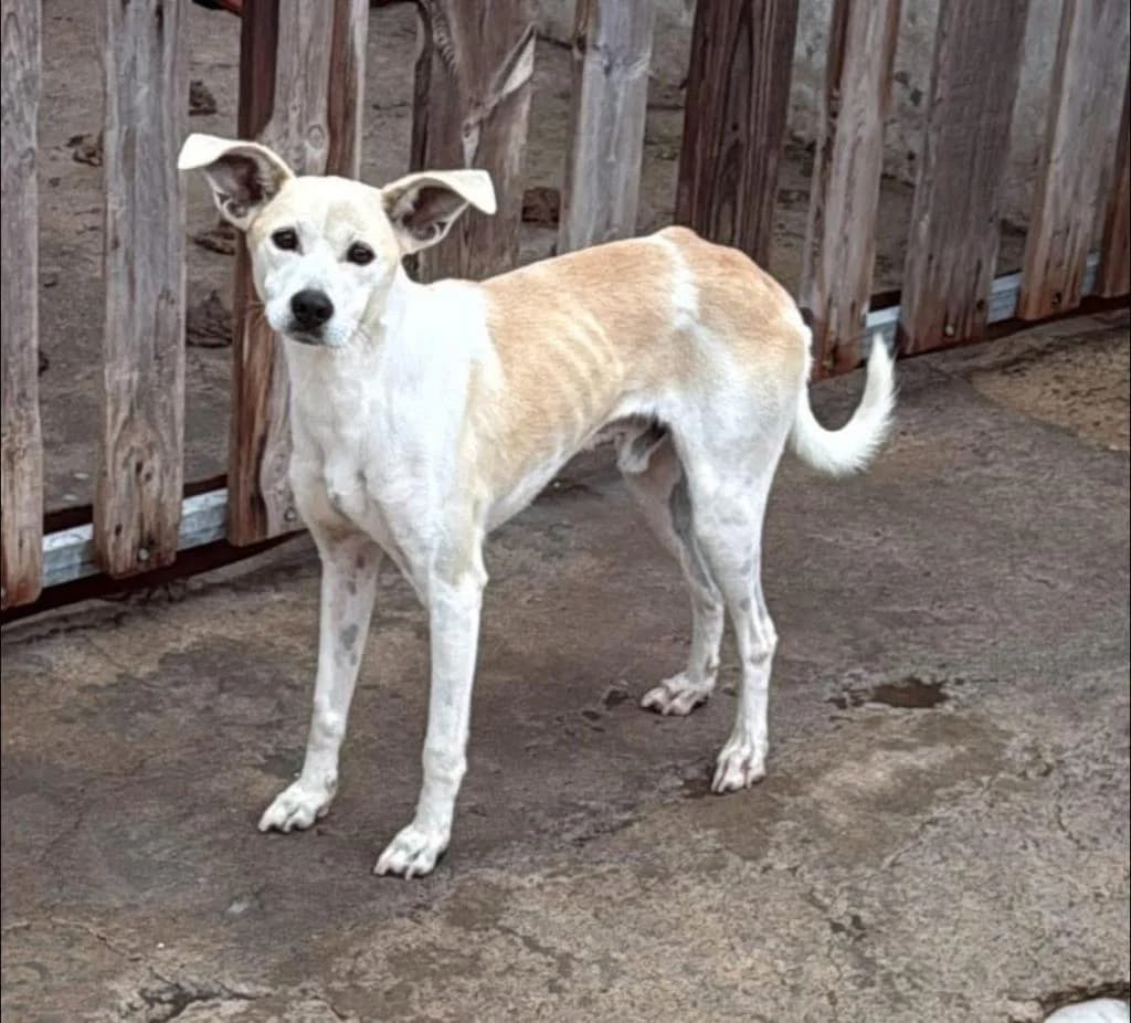 PETIFYC11183 photo 6