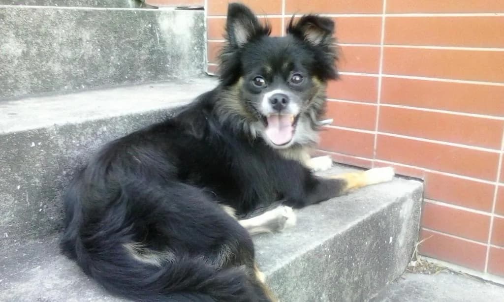 PETIFYC11183 photo 7