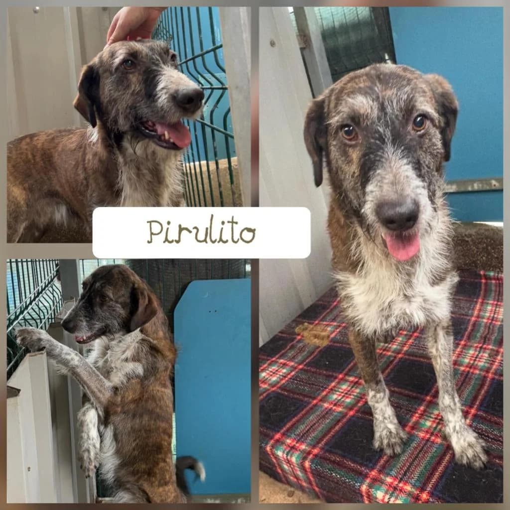 PETIFYC11183 photo 8