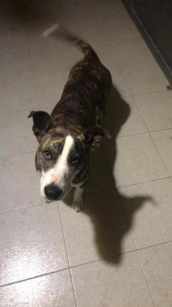 PETIFYC11184 photo 8