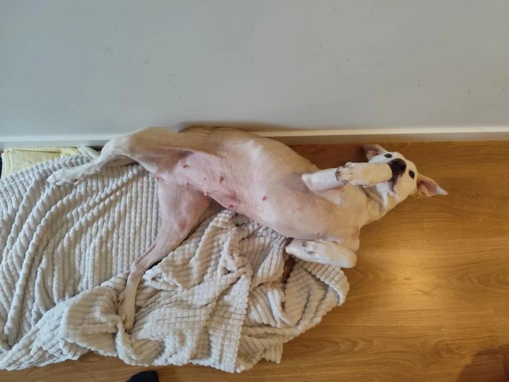 PETIFYC11195 photo 2