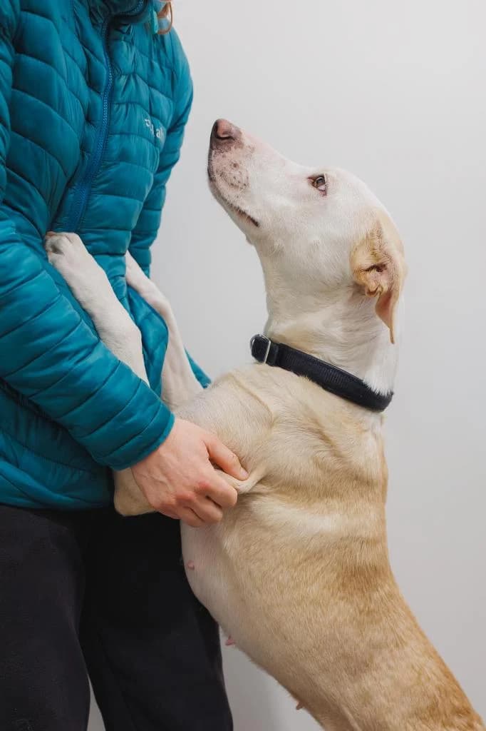 PETIFYC11195 photo 3